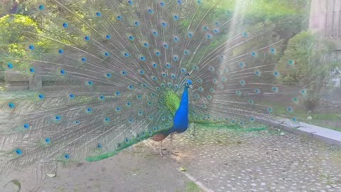 Beautiful Golden Pheasants and Wading Birds