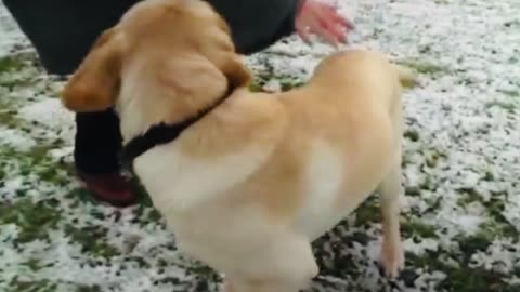 What does it take to raise a guide dog puppy?News