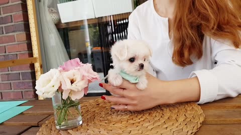 World's smallest puppy