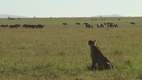 A Cheetah Hunting Animals