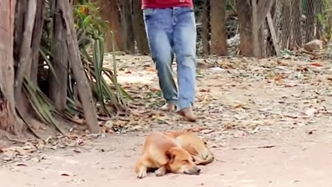 Troll Prank Dog Funny & fake Lion and Fake Tiger Prank