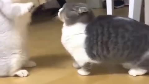 Two cute cats are doing their funny activities