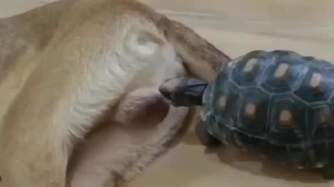 Dog vs Tortoise
