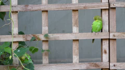 Manuk beo ijo