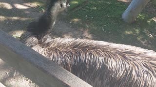 Aussie emu zoo