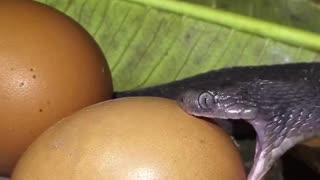 snake AND egg 🫨
