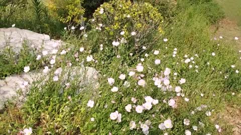 The park is full of flowers