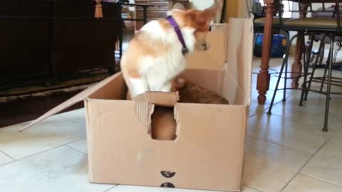 First time my corgis ever played with a box