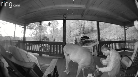 Deer / Fawns / NW NC at the Treehouse 🌳 Lady’s first visit in three days. #ringtv