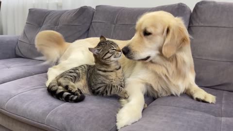 Golden Retriever Tries to make Friends with a Funny Cat