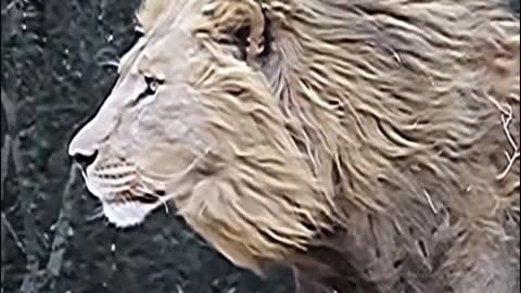What is the lion looking at?