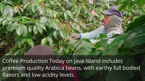 Java Coffee: Unveiling the Power of Reliable Ingredients