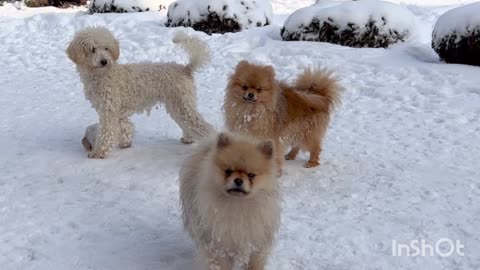 Little doggies in ice