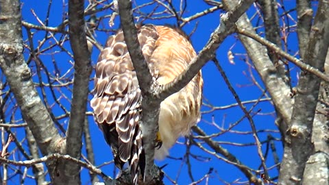 Red-shouldered hawk