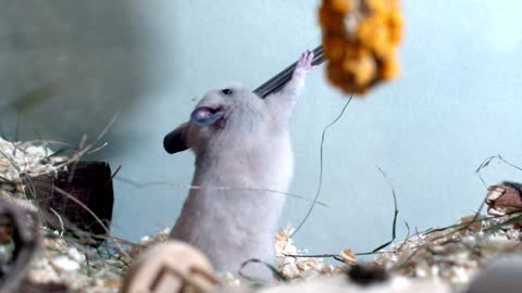 , cute hamster eating