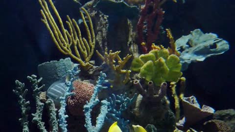 An Assortment of Fishes in a Saltwater Aquarium