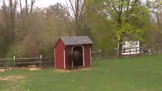 Horse Going into Sheep Shed.