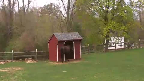 Horse Going into Sheep Shed.
