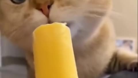 Cute cat , vairal video, the funny moment