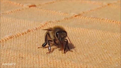 Giant Furry Bumblebees - CUTE Compilation