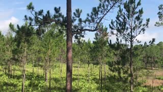 Hiking Bayard Conservation Area near Green Cove Springs, Florida