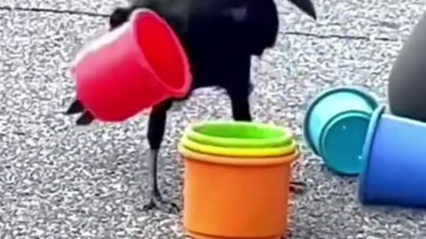 Intelligent crow