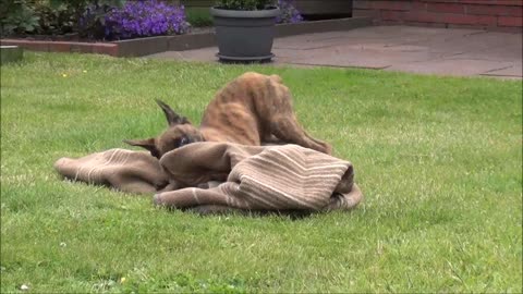 Puppy versus blanket- So cute!
