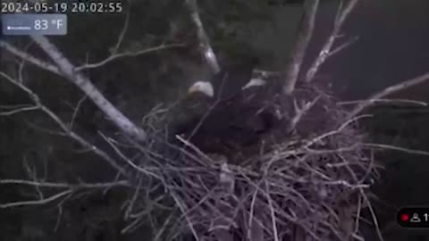 Live Cam Catches Bald Eagle Weathering 80 MPH Winds