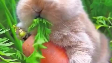 Beautiful Rabbit eat Carrot