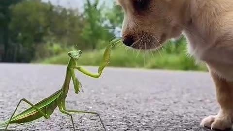 Puppy and mantis battle, who will win？