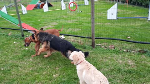 Milo the Cane Lupo Meets the Lion Hunter (Rhodesian Ridgeback)