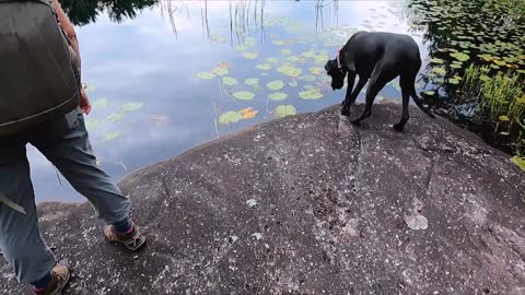 Great Dane doggy trembles over duck feather at water's edge