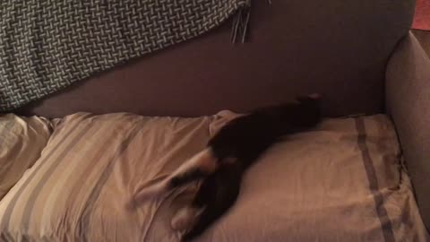 Cat perfects the art of the somersault