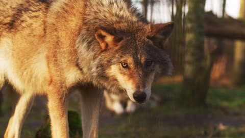 Watch a beautiful wolf in the woods up close