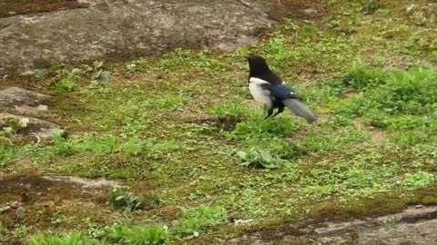 The oldest GARDEN BIRDS! How long can garden birds live for?