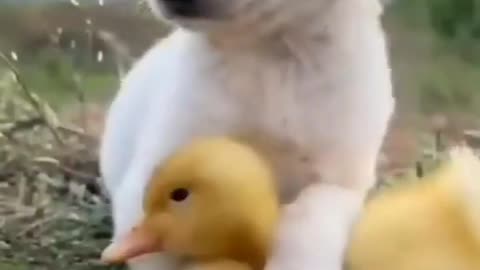 Papi and duck || friendship