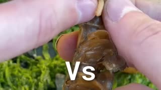 Will Invasive Shrimp Parasites EAT EACHOTHER?