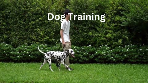 Dog training