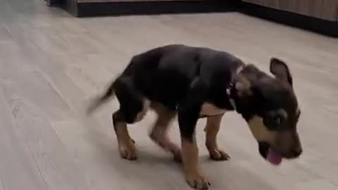 Happy dog dancing