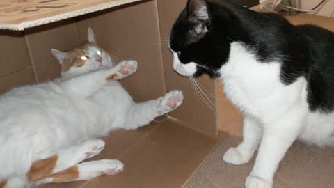 Cats Fight Over Box 4K