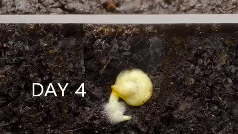Growing Red Bell Pepper Plant - Time Lapse