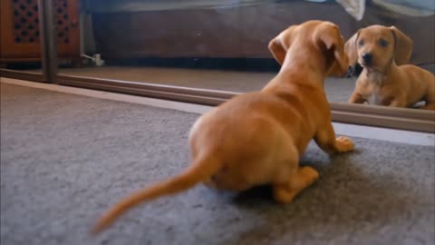 Cute dog playing with his reflection