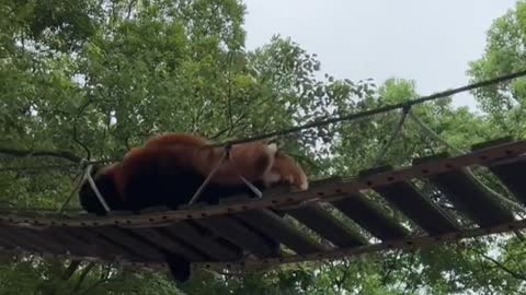Red panda catches a cute baby