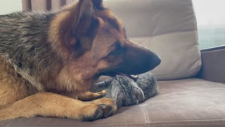 German Shepherd playing with a new baby Kitten for the First Time