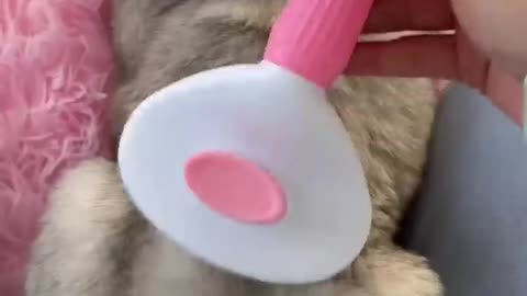 Funny video cat ready for party