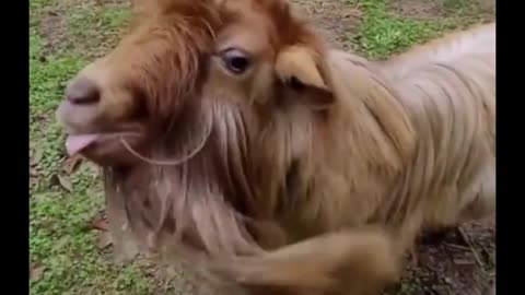 Laugh Out Loud with Hilarious and Adorable Funny Animals!