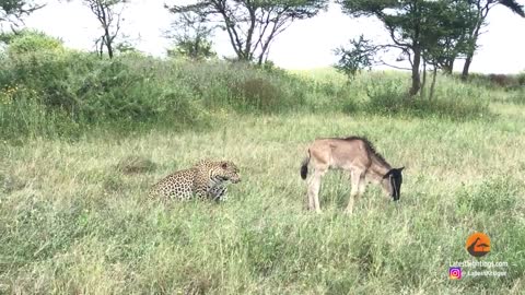 Leopard Gives Baby Wildebeest Last Fright of its Life!