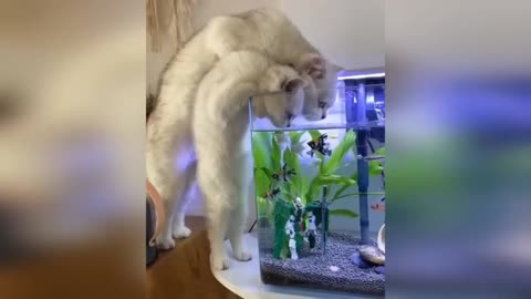 Cats and dogs very funny video 😆🤭😆.