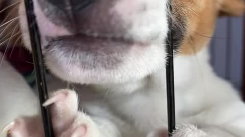 Jack Russel Puppies Play Tug of War With Shoelaces