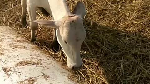 Why Baby Cow are So Cute